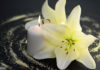Bild: © Printemps - Fotolia.com