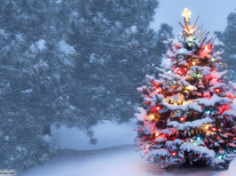 Weihnachten, Weihnachtsbaum; © ricardoreitmeyer - Fotolia.com
