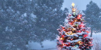 Weihnachten, Weihnachtsbaum; © ricardoreitmeyer - Fotolia.com