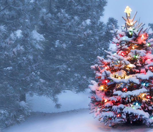 Weihnachten, Weihnachtsbaum; © ricardoreitmeyer - Fotolia.com