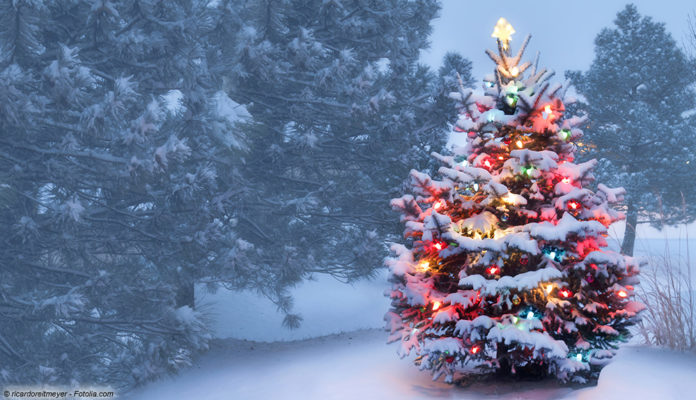 Weihnachten, Weihnachtsbaum; © ricardoreitmeyer - Fotolia.com