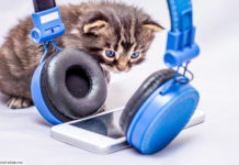 Smartphone, Kopfhörer, Katze; © Volodymyr - stock.adobe.com