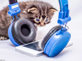 Smartphone, Kopfhörer, Katze; © Volodymyr - stock.adobe.com