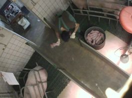 tierquälerei, massentierhaltung, schwein, ferkel; © obs/Deutsches Tierschutzbüro e.V.