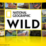 Logo National Geographic Wild