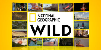 Logo National Geographic Wild