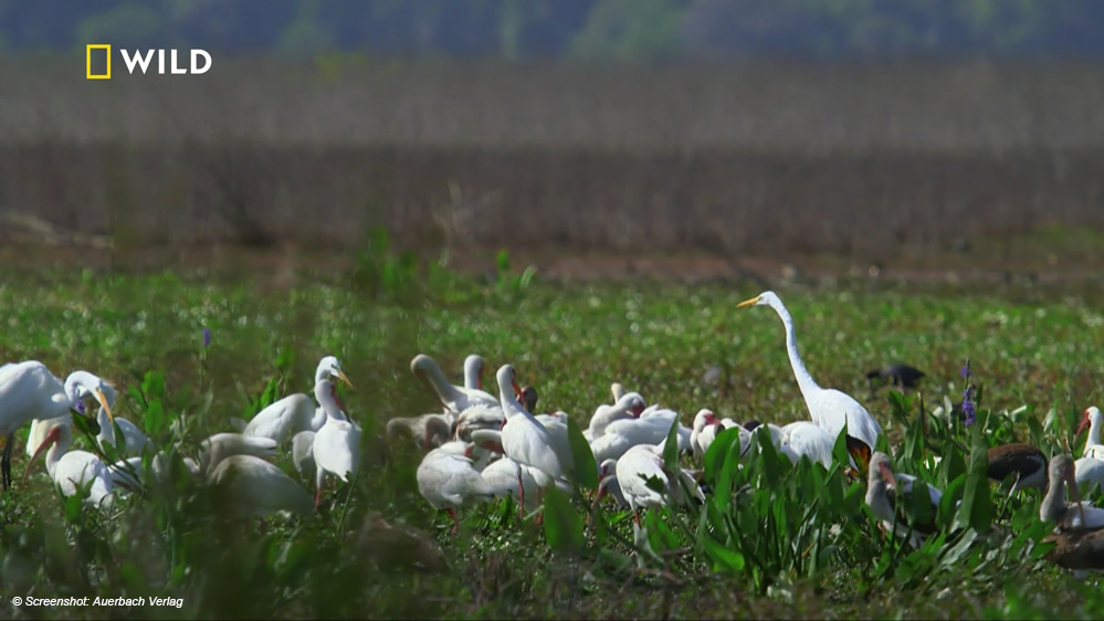 Programm National Geographic Wild