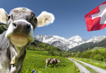 Schweiz, Flagge, Kuh
