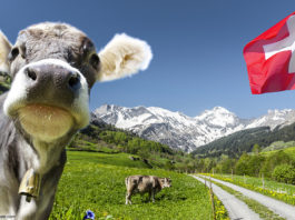 Schweiz, Flagge, Kuh