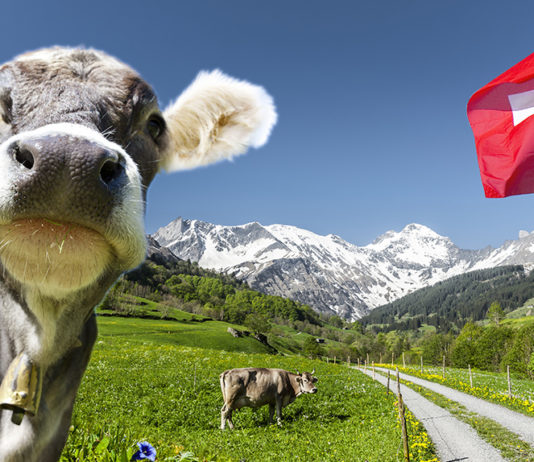 Schweiz, Flagge, Kuh