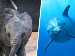 Elefanten, Delfine, Earth Month, Disneynature