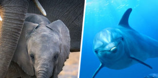 Elefanten, Delfine, Earth Month, Disneynature