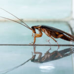 Eine Kakerlake (Insekt) © vitali_chesnokov/stock.adobe.com