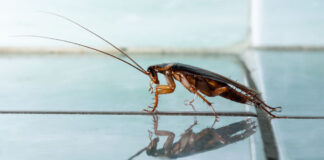 Eine Kakerlake (Insekt) © vitali_chesnokov/stock.adobe.com