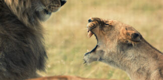 Loewen National Geographic Wild