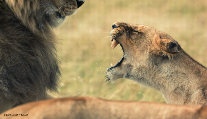 Loewen National Geographic Wild