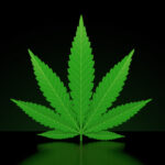 Cannabis Blatt Gras ©Talaj via stock.adobe.com