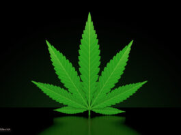 Cannabis Blatt Gras ©Talaj via stock.adobe.com