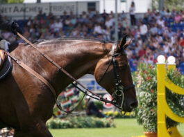 Reitsport Reiten Symbolfoto