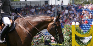 Reitsport Reiten Symbolfoto