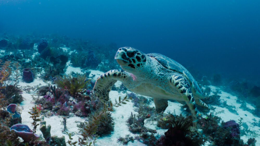 Meeresschildkröte Martinique The Explorers