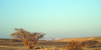 Wüste Timna-Nationalpark