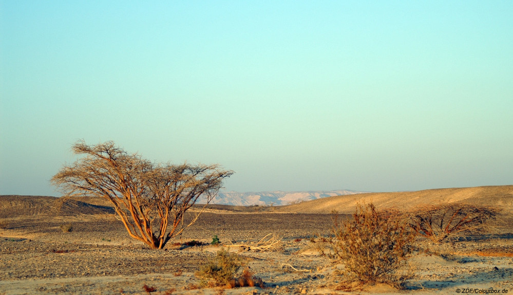#ZDF zeigt heute spektakulären Gottesdienst aus Wüste in Israel