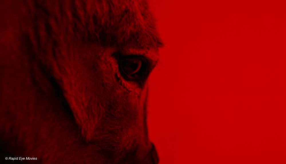 #Neu im Kino: Hommage an Ennio Morricone und bezaubernde Tierwelten