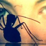 Eine Ameise vor dem Gesicht einer Frau im SciFi-Horrorfilm Phase IV
