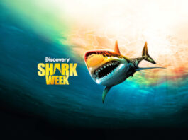 Shark Week Logo mit Hai