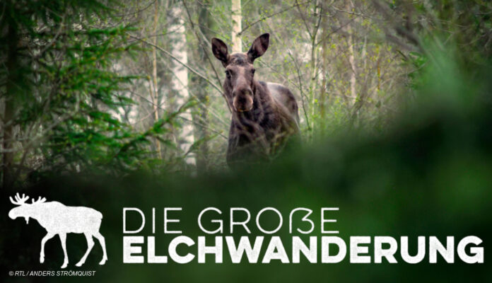 Ein Elch im Wald, Logo 