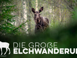 Die große Elchwanderung auf RTL+