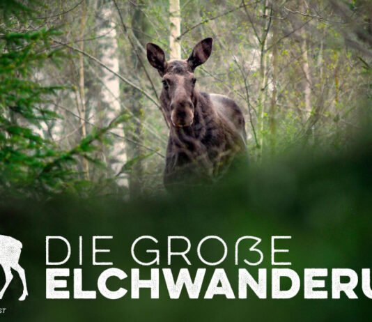 Die große Elchwanderung auf RTL+