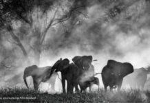 Still aus GHOST ELEPHANTS