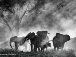 Still aus GHOST ELEPHANTS