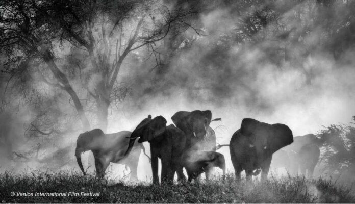 Ghost-Elephants Still aus GHOST ELEPHANTS