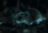 Eine Maus in Nightmares of Nature