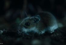 Eine Maus in Nightmares of Nature