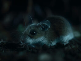 Eine Maus in Nightmares of Nature