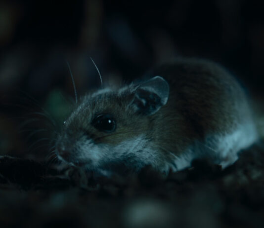 Eine Maus in Nightmares of Nature