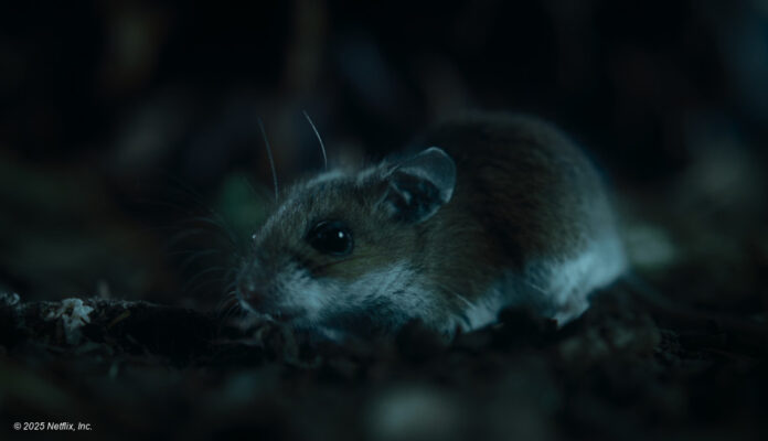 Eine Maus in Nightmares of Nature